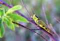 Grasshopper Valanga nigricornis Royalty Free Stock Photo