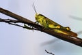 Grasshopper Valanga nigricornis in close-up