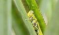 Grasshopper Valanga nigricornis Royalty Free Stock Photo