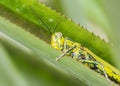 Grasshopper Valanga nigricornis Royalty Free Stock Photo