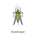 Grasshopper vector icon.Color vector icon isolated on white background grasshopper