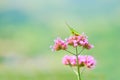 Grasshopper on verbena flowers, on green blurred background Royalty Free Stock Photo