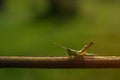 Grasshopper on vertical stalk Royalty Free Stock Photo