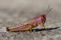 Grasshopper very detailed macro close up