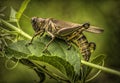 Grasshopper on vine