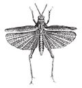 Grasshopper, vintage engraving