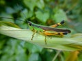 A grasshopper was eating the green leaves.