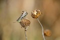 Grasshopper Sitting Upon a Dried Beebalm Flower Head in an Autumn Field