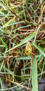 Grasshopper watching me Royalty Free Stock Photo