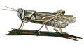 Grasshopper watercolor illustration. Hand drawn cricket sitting on a branch. Small locust insect isolated on white background. Royalty Free Stock Photo