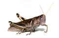 Grasshopper on White