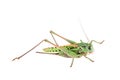 Grasshopper on white Royalty Free Stock Photo