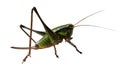 Grasshopper on white Royalty Free Stock Photo