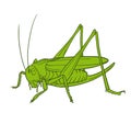 Grasshopper of white background, graphic