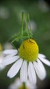 Grasshopper on white margarite flower macro photo Royalty Free Stock Photo