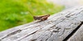 Grasshopper on wooden beam