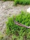 Grasshopper on wooden branch with green background , rice farm , orange grasshopper