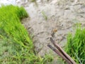 Grasshopper on wooden branch with green background , rice farm , orange grasshopper