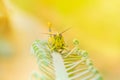 Grasshopper yellow on branch of trees with copy space add text select focus with shallow depth of field