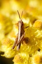 Grasshopper on yellow flower Royalty Free Stock Photo