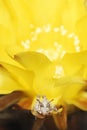 Grasshopper on yellow flower Royalty Free Stock Photo