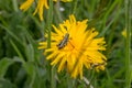 grasshopper on a yellow flower Royalty Free Stock Photo