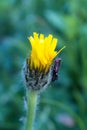 grasshopper on a yellow flower Royalty Free Stock Photo