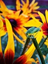 Grasshopper on a yellow flower Royalty Free Stock Photo