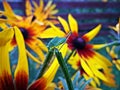 Grasshopper on a yellow flower Royalty Free Stock Photo