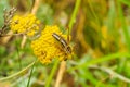 Grasshopper on yellow flower head Rhodope mountain Bulgaria Royalty Free Stock Photo