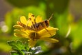 Grasshopper on yellow flower Royalty Free Stock Photo