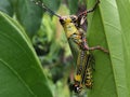 Variegated Grasshopper