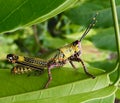 Variegated Grasshopper Royalty Free Stock Photo