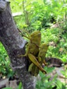 Grasshoppers breed Royalty Free Stock Photo