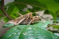 Grasshoppers breeding Royalty Free Stock Photo