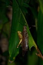 Grasshoppers are breeding on the leaves