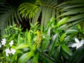 grasshoppers clinging to jasmine flower leaves