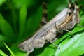 grasshoppers on the close up on a green leaf Royalty Free Stock Photo