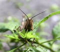 grasshoppers eating chilli tree leaves