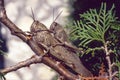 Egyptian locust in mating