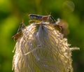 Grasshoppers, Washington State