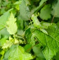 grasshoppers enjoy the leaves