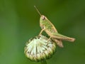 Grasshoppers on a flower