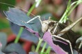 Grasshoppers forage in flower plants