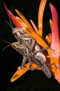 Grasshoppers are going to breeding on flower