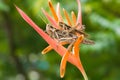 Grasshoppers are going to breeding on flower Royalty Free Stock Photo