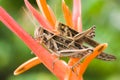 Grasshoppers are going to breeding on flower Royalty Free Stock Photo