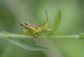 The grasshoppers (Gomphocerinae) are a species-rich subfamily