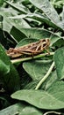 Grasshoppers got caughted by me , its looking like beautiful Royalty Free Stock Photo