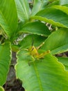 Grasshoppers on green leaves are natural and pleasing to look at